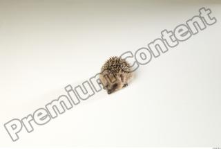 Hedgehog - Erinaceus europaeus  0002